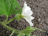 Lagenaria siceraria Ufo gevlekt fr; fleurs-F