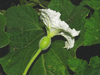 Lagenaria siceraria Thai Kettle fr; fleurs-F