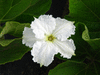 Lagenaria siceraria Thai Kettle fr; fleurs-M