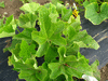 Lagenaria siceraria Thai Kettle fr; feuilles
