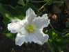 Lagenaria siceraria Thai Kettle fr; fleurs-F