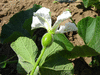Lagenaria siceraria Canon ball; fleurs-F