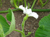 Lagenaria siceraria Kroochneck fr; fleurs-F
