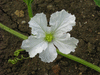 Lagenaria siceraria Kroochneck fr; fleurs-F