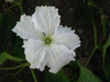 Lagenaria siceraria Kroochneck fr; fleurs-M