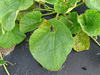Lagenaria siceraria Kroochneck fr; feuilles