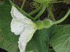 Lagenaria siceraria Medium Thai Bottle fr; fleurs-F