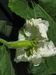 Lagenaria siceraria Keule; fleurs-F