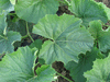 Lagenaria siceraria Keule; feuilles