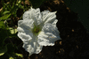 Lagenaria siceraria Keule; fleurs-M