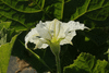 Lagenaria siceraria Keule; fleurs-M
