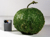 Lagenaria siceraria Little man; fruits