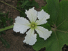 Lagenaria siceraria Little man; fleurs-M
