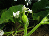Lagenaria siceraria Little man; fleurs-F