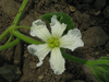 Lagenaria siceraria Little man; fleurs-F
