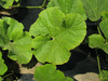Lagenaria siceraria Little man; feuilles
