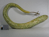 Lagenaria siceraria Snake speckled; fruits