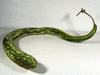 Lagenaria siceraria Snake speckled; fruits