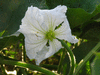 Lagenaria siceraria Snake speckled; fleurs-F