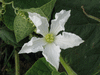 Lagenaria siceraria Zucca; fleurs-F