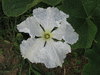 Lagenaria siceraria Zucca; fleurs-M