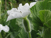 Lagenaria siceraria Zucca; fleurs-F