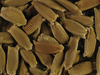 Lagenaria siceraria Zucca; graines