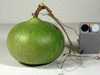 Lagenaria siceraria Tobacco box; fruits