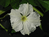 Lagenaria siceraria Tobacco box; fleurs-M