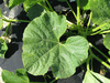 Lagenaria siceraria Tobacco box; feuilles
