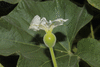 Lagenaria siceraria Tobacco box; fleurs-F