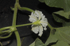 Lagenaria siceraria Tobacco box; fleurs-M