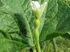 Lagenaria siceraria Mayo goosneck; fleurs-F