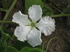 Lagenaria siceraria Mayo goosneck; fleurs-M