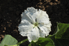Lagenaria siceraria Tohono o'odham; fleurs-M