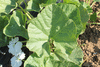 Lagenaria siceraria Tohono o'odham; feuilles