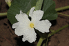 Lagenaria siceraria Tohono o'odham; fleurs-F