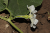 Lagenaria siceraria Tohono o'odham; fleurs-F