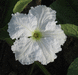 Lagenaria siceraria Mayo bilobal; fleurs-M