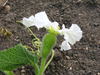 Lagenaria siceraria Mayo bilobal; fleurs-F