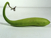 Lagenaria siceraria Penis shield; fruits
