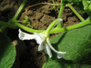 Lagenaria siceraria Penis shield; fleurs-F