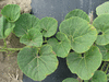 Lagenaria siceraria Penis shield; feuilles
