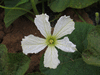 Lagenaria siceraria Mini nigerian; fleurs-M