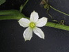Lagenaria siceraria Mini nigerian; fleurs-F