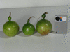 Lagenaria siceraria Mini nigerian; fruits