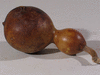 Lagenaria siceraria Mini nigerian; fruits-secs