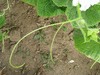 Lagenaria siceraria Mini nigerian; vrilles