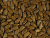 Lagenaria siceraria Mini nigerian; graines