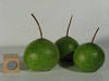 Lagenaria siceraria Guoguohulu; fruits